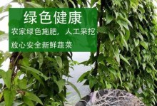 魔兽世界高纤维树叶全收集攻略（轻松获取高纤维树叶，提升生产技能）