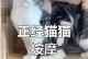 《喵咪按摩店游戏攻略大揭秘》（探索喵咪按摩店，享受猫咪的温柔按摩，乐趣无限！）