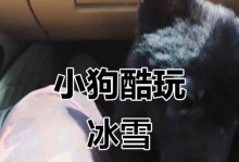 如何在小狗挑战鲤鱼游戏中取得胜利（让你的小狗成为最强挑战者，征服鲤鱼游戏的秘诀揭秘）