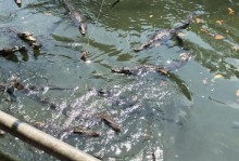 《疯狂骑士团鳄鱼钓鱼指南》（条件、技巧、装备一览，让你轻松钓到大鱼）